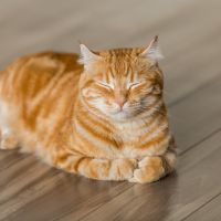J:COM光キャッシュバック口コミ4