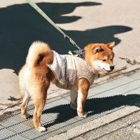 楽天ひかりキャンペーン口コミ3