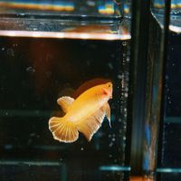 楽天ひかり月額料金口コミ3