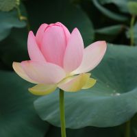楽天ひかりプロバイダ口コミ1