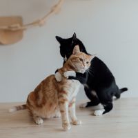 楽天ひかりサポート口コミ3